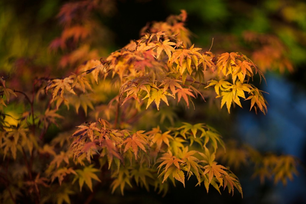 Maple autumn tints